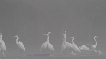 Wall Mural - The great egret in fog