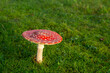 Amanita Muscaria, poisonous mushroom. sprouting among grass in natural landscape.