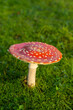 Red mushroom with white spots sprouting among grass in natural landscape