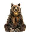 Frontal image of sitting brown bear on white