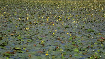 Poster - The fringed water-lily cover the water surface in Kopacki rit