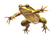 Frog Leaping Jumping Isolated on Transparent Background
