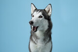 Fototapeta Konie - Siberian Husky with a joyful expression, set against a light blue studio background. The image captures the breed's friendly demeanor and striking features