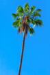 Palm tree against a blue sky on a sunny day, copy space, tropical tree