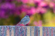 Black Redstart perched on a low wall in the morning light