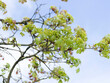 Grey-brown shoots of Norway maple (Acer platanoides) bearing green palmaty, lobed green new foliage and yellow-green inflorescence in umbels