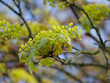 (Acer platanoides) Norway maple (Acer platanoides) bearing green palmaty, lobed green new foliage and yellow-green inflorescence in umbels