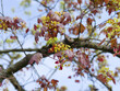 Acer platanoides 'Schwedleri' | Norway maple or Schwedler's maple in spring flowering. Yellow-green flowers in umbels with reddish-brown buds before emerging palmaty and lobed purple shiny leaves

