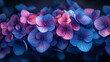 fractal flowers, nature photography, Blue and Purple Hydrangea ,dark background