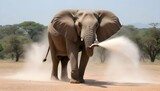 Fototapeta  - An-Elephant-Spraying-Dust-To-Cool-Off- 2