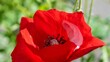 Closeup shot of a Red poppy flower on a blurred background of green leaves
