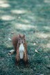 Vertical closeup of a squirrel on grass