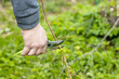 A gardener manually cuts a raspberry bush with a bypass pruner. Pruning of raspberry and blackberry bushes with bypass secateurs. Dacha and vegetable garden, gardening, bush care.