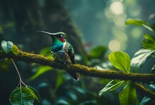 AI Generated Illustration Of A Hummingbird Perched Gracefully On A Tree Branch