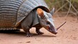 An-Armadillo-With-Its-Ears-Perked-Up-Listening-Fo-