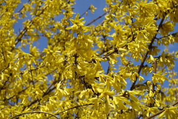 Wall Mural - Profusion of yellow flowers of forsythia against blue sky in mid March