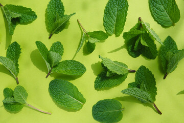 Wall Mural - green leaves of mint on a bright background