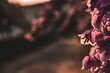 Selective focus closeup of beautiful purple Bougainvillea flowers