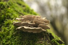 Closeup Shot Of Arboreal Fungus Growing On A Mossy Tree Trunk