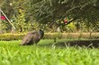 Closeup of a Peacock bird on a greenfield under a tree on a farm
