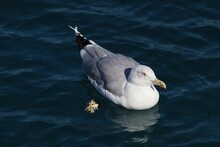 Closeup Of A Seagull Swimming In The Water