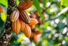 AI Generated Illustration Of Cocoa Fruits Growing On Tree In Garden, Some Unripe