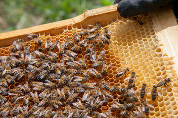 Wall Mural - Working bees in a hive on honeycomb. Close up view of the working bees on honeycomb. .