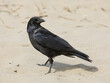 Carrion crow on a beach