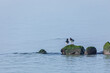 A pair of Oystercatcher birds on a rock in Baltic Sea