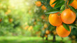 Close-up orange fruit in orange farming.