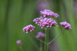Close-up of blossoms of the Patagonian vervain (verbena bonariensis) with blurry background3