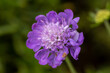 Close-up of a scabious blossom (Scabiosa) in full bloom