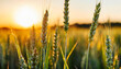 Natural agricultural background. Wheat ears at sunset. Ripe wheat in the field on blurred background close-up. selective focus. Copy space