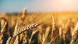Natural agricultural background. Wheat ears at sunset. Ripe wheat in the field on blurred background close-up. selective focus. Copy space