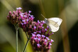 Close-up of a cabbage butterfly (pieris brassicae) on blossoms of the Patagonian vervain (verbena bonariensis) with blurry background3