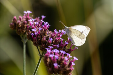 Wall Mural - Close-up of a cabbage butterfly (pieris brassicae) on blossoms of the Patagonian vervain (verbena bonariensis) with blurry background3