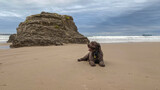 Fototapeta Na drzwi - Water dog enjoying on the beach