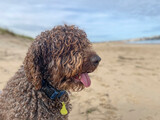 Fototapeta Na drzwi - Water dog enjoying on the beach