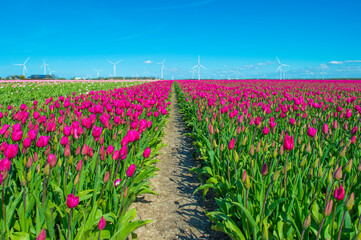 Wall Mural - Blue sky over colorful flowers growing in an agricultural field, Almere, Flevoland, The Netherlands, April 10, 2024