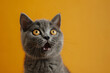 Young crazy funny surprised British short hair cat make big eyes and open mouth closeup on yellow orange background