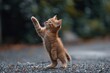Playful Ginger Kitten Reaching Up Outdoors. A Kitten Standing and Playfully Reaching Upwards for Something Unseen.