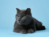 Fototapeta Konie - A grey cat with emerald eyes lounges against a blue background, exuding calm. Its soft fur and relaxed pose contrast beautifully with the serene backdrop, inviting admiration