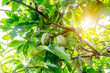 Green walnuts ripen, on branch of tree with green leaves close-up with rays of bright sun. Concept of growing
