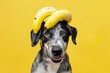 Funny dog with banana fruits on head in front of yellow studio background