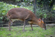 Paris, France - 04 06 2024: The menagerie, the zoo of the plant garden. View of a reeves muntjac, primitive and barking deer.