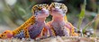 Captivating Close up Portrayal of Courting Leopard Geckos Showcasing Reptilian Behaviors and Interactions