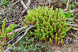 Sedum sexangulare. Tasteless stonecrop, detail the fleshy leaves of the succulent plant on the ground between dry branches.