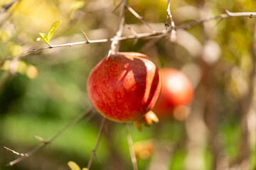 Wall Mural - Pomegranate on the tree. Red pomegranate growing on tree outdoors