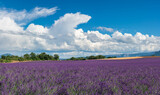 Fototapeta Paryż - Lavender fields in Provence with summer clouds. Alpes-de-Haute-Provence, France