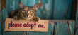 Hopeful tabby cat with 'please adopt me' sign on turquoise background